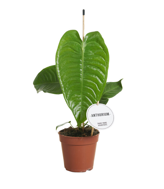 Anthurium Veitchii | Per 6 stuks