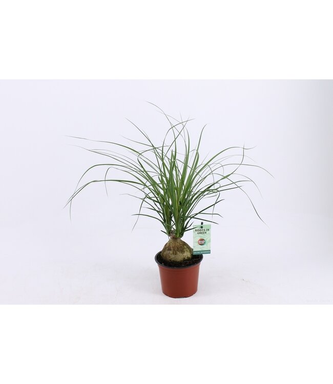 Beaucarnea Nolina Recurvata | Per 8 pieces