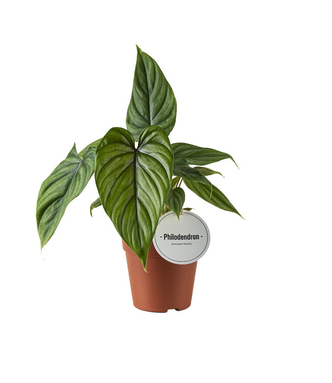 Philodendron Plowmanii | Pro 6 Stück