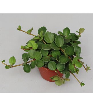 ME Peperomia tet. 'Hope' | Per 8 pieces