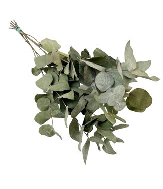 ME Droogbloemen - Eucalyptus Cinerea | Per 6 stuks