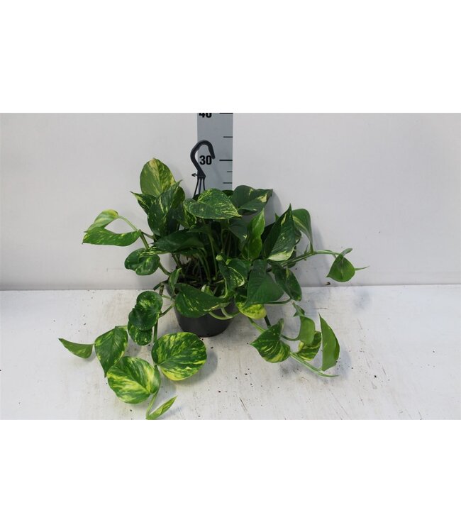 Epipremnum Aureum | Topfgröße 15 | Pro 4 Stück