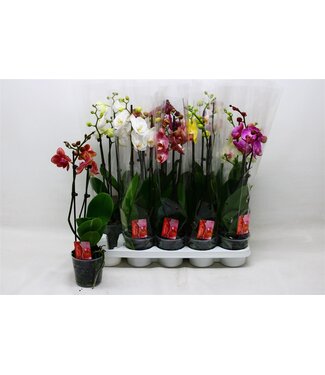 ME Phalaenopsis Gem 7 Kl 2 Branch Extra | Pot size 12 | Per 10 pieces