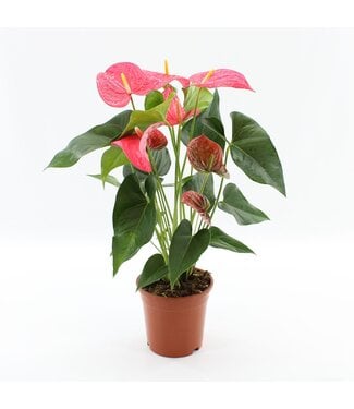 ME Anthurium Maine in transparant sleeve | Per 6 stuks