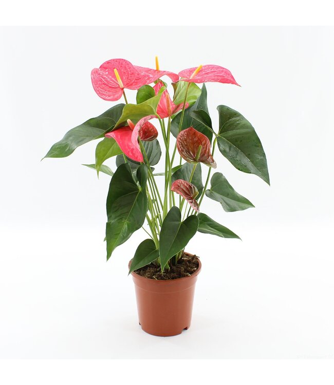 Anthurium Maine in transparent sleeve | Per 6 pieces