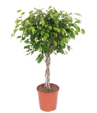 ME Ficus Exotica | Per stuk