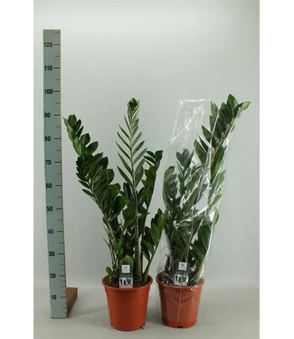 ME Zamioculcas Zamiifol | je