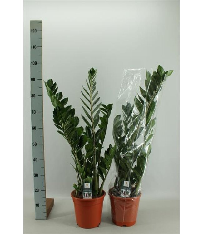 Zamioculcas Zamiifol | je