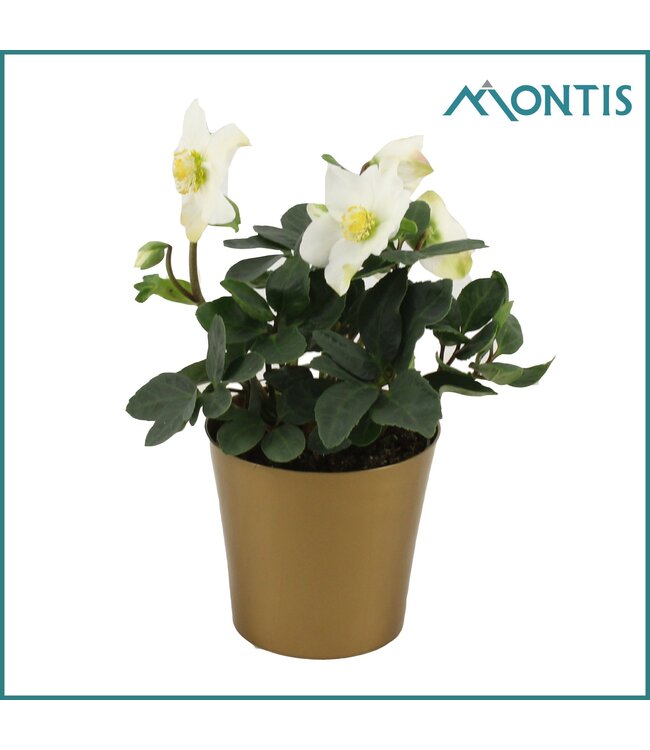 Helleborus Christmas Carol 12 cm Golden Stars | Per 12 stuks