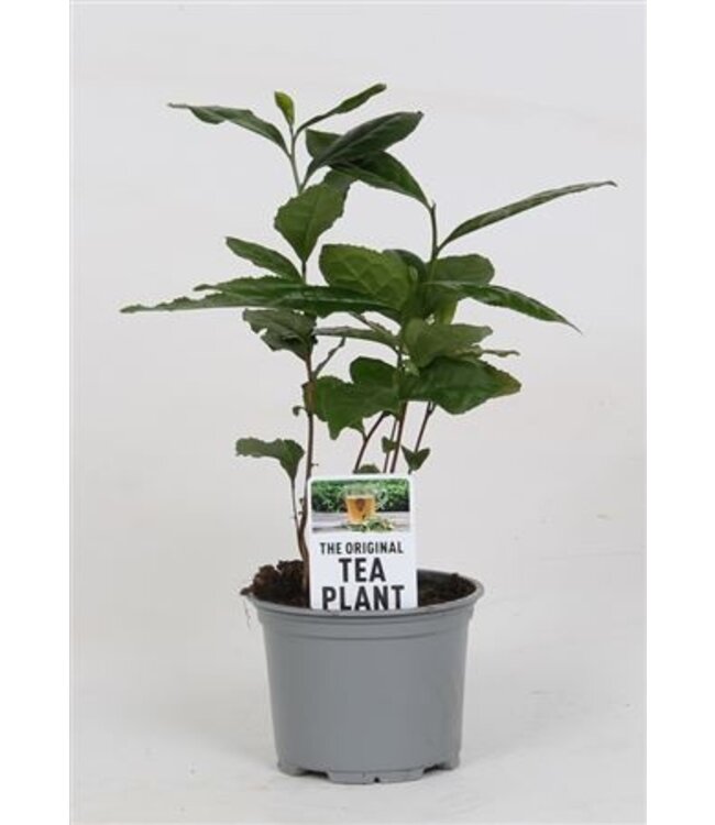 Camellia Sinensis (Teepflanze) (ohne Mps A) | Topfgröße 10,5 | Pro Stück