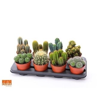 ME Cactus Gem 4 Srt | Per 8 pieces