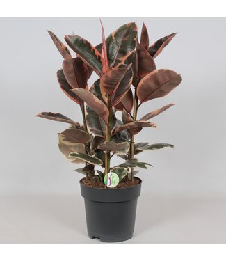 ME Ficus 'Belize' | Per piece