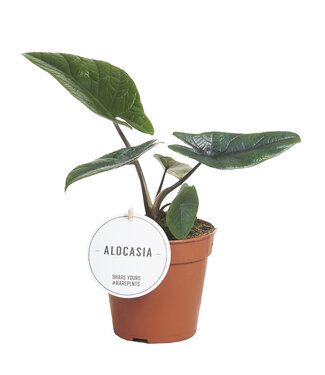 ME Alocasia Scalprum | Per 6 pieces