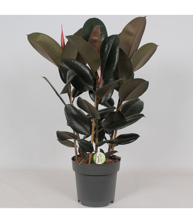 Ficus 'Abidjan' | Per stuk