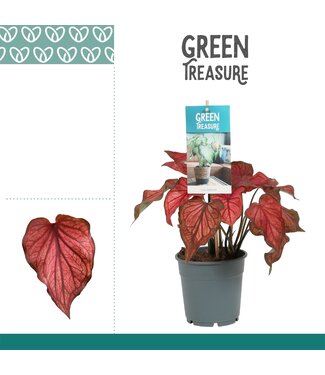 ME Caladium Red | Per 6 pieces