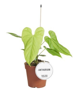 ME Anthurium Balaoanum | Per 6 pieces