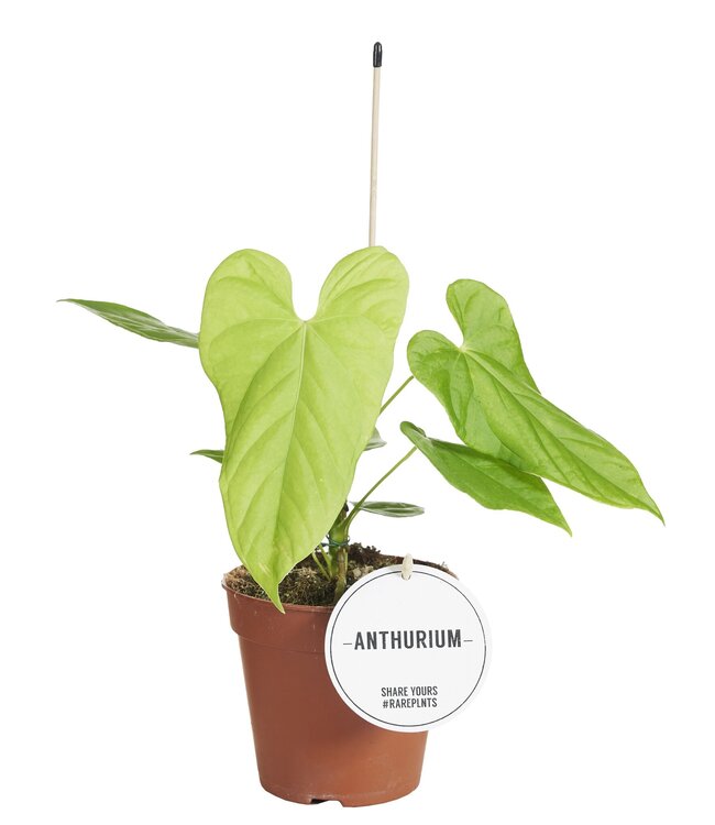 Anthurium Balaoanum | Per 6 stuks