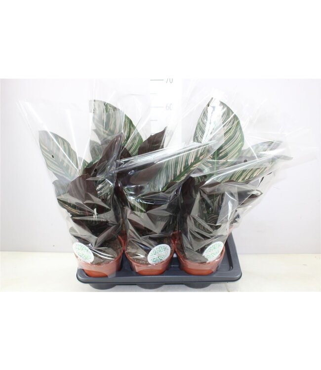 Calathea Ornata | Per stuk