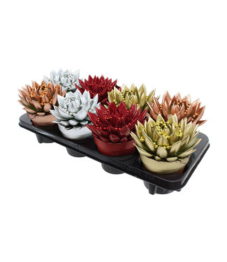 ME Echeveria coloured Xmas mix + chain | Per 8 pieces