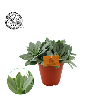 ME Senecio Cephalophorus 15cm | Per 5 pieces