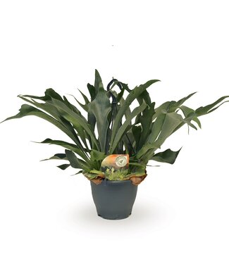 ME Platycerium bifurcatum hanging pot | 2 pieces