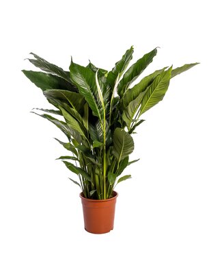 ME Spathiphyllum 'Sweet Sebastiano' blank | Per piece