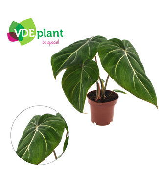 ME Philodendron Gloriosum 12cm | Per 8 stuks