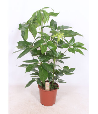 ME Schefflera actinophylla 'Amate' | Per stuk