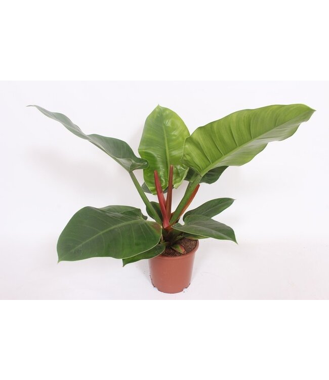 Philodendron Imperial Green | Per 6 pieces