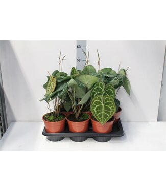 ME Anthurium Regale X Luxurians | je