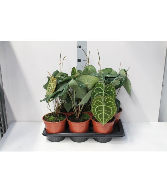 Anthurium Regale X Luxurians | je