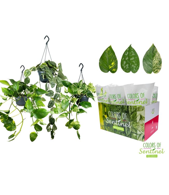 Epipremnum Pinnatum Mixed - Hanging pot in Paper | Per 6 pieces