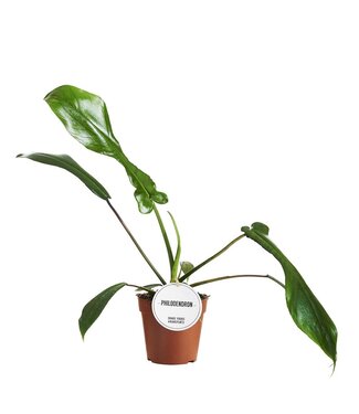 ME Philodendron Joepii | Per 6 pieces