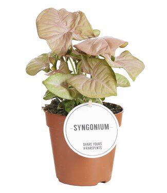 ME Syngonium Neon | Per 6 pieces