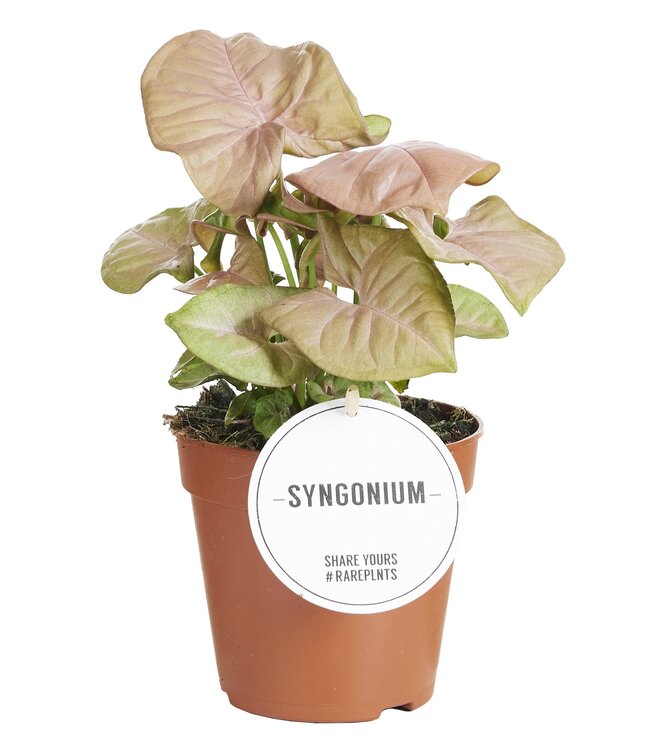 Syngonium Neon | Per 6 pieces