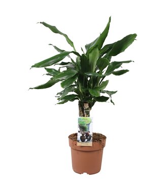 ME Dracaena Steudneri Carroussel | Topfgröße 17 | Pro 5 Stück