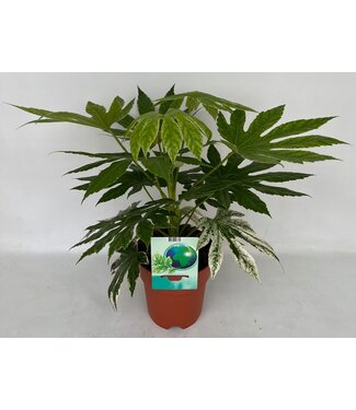 ME Fatsia Spiderweb | Per 5 pieces