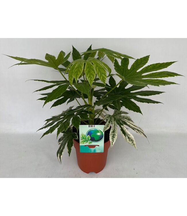 Fatsia Spiderweb | Per 5 pieces