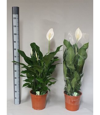 ME Spathiphyllum Sweet Silvana | Pot size 24 | Each