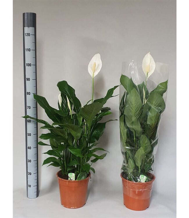 Spathiphyllum Sweet Silvana | Potmaat 24 | Per stuk