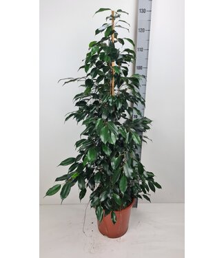 ME Ficus Danielle | Per stuk