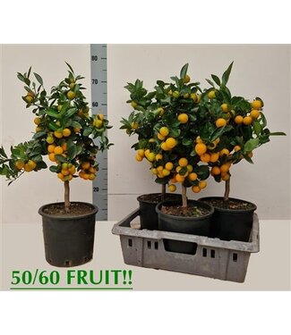 ME Citrus Microcarpa | Pro Stück