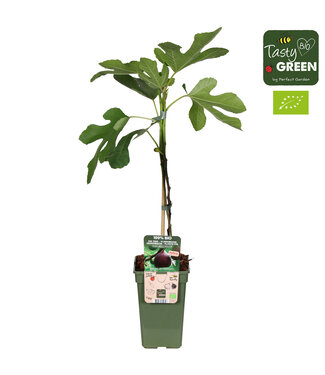 ME Ficus Gustissimo® Perretta® Bio | Potmaat 19 | Per 6 stuks