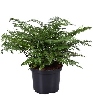 ME Asplenium Parvati | Per stuk