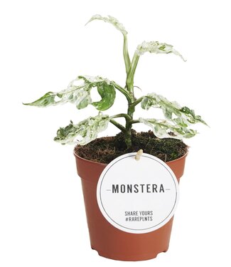 ME Monstera Frozen Freckles | Per 6 pieces