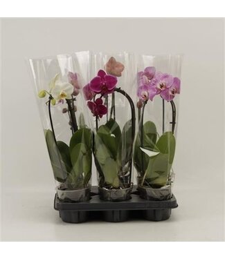 ME Phalaenopsis El Cascade | Per 10 pieces