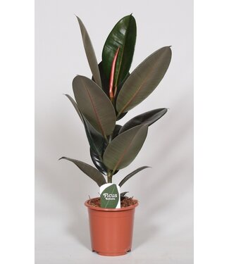 ME Ficus Elastica Abidjan | Per 6 pieces