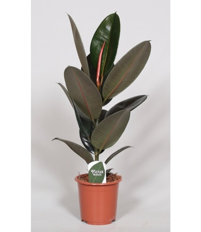 Ficus Elastica Abidjan | Per 6 pieces