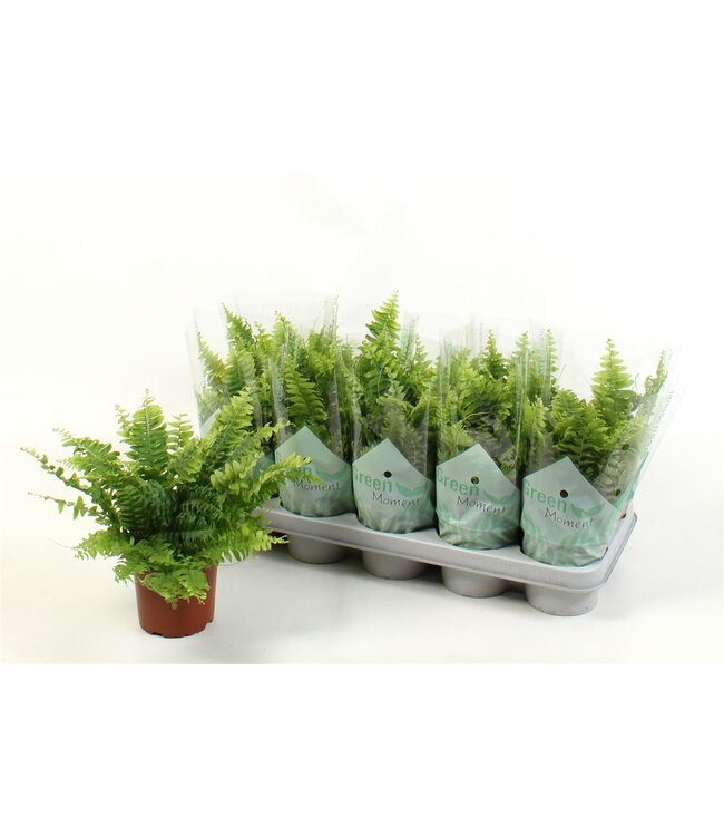 Nephrolepis Ex Green Momen | Pot size 12 | Per 10 pieces