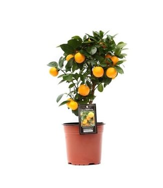 ME Citrus Calamondin | Topfgröße 15 | Pro 5 Stück